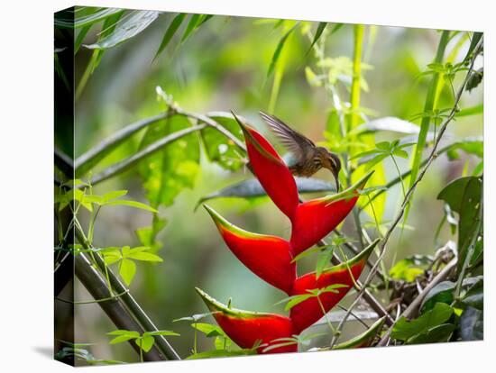 A Saw-Billed Hermit Feeds Off a Bromelia in Ubatuba, Brazil-Alex Saberi-Stretched Canvas