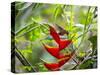 A Saw-Billed Hermit Feeds Off a Bromelia in Ubatuba, Brazil-Alex Saberi-Stretched Canvas