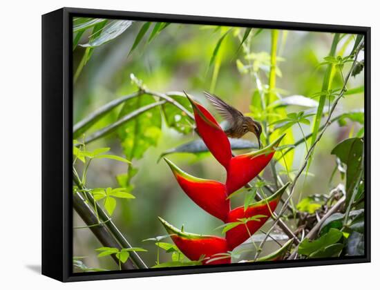 A Saw-Billed Hermit Feeds Off a Bromelia in Ubatuba, Brazil-Alex Saberi-Framed Stretched Canvas