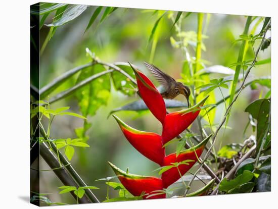 A Saw-Billed Hermit Feeds Off a Bromelia in Ubatuba, Brazil-Alex Saberi-Stretched Canvas