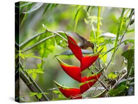 A Saw-Billed Hermit Feeds Off a Bromelia in Ubatuba, Brazil-Alex Saberi-Stretched Canvas