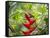 A Saw-Billed Hermit Feeds Off a Bromelia in Ubatuba, Brazil-Alex Saberi-Framed Stretched Canvas