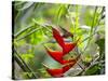 A Saw-Billed Hermit Feeds Off a Bromelia in Ubatuba, Brazil-Alex Saberi-Stretched Canvas