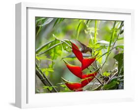 A Saw-Billed Hermit Feeds Off a Bromelia in Ubatuba, Brazil-Alex Saberi-Framed Photographic Print