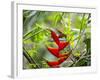 A Saw-Billed Hermit Feeds Off a Bromelia in Ubatuba, Brazil-Alex Saberi-Framed Photographic Print