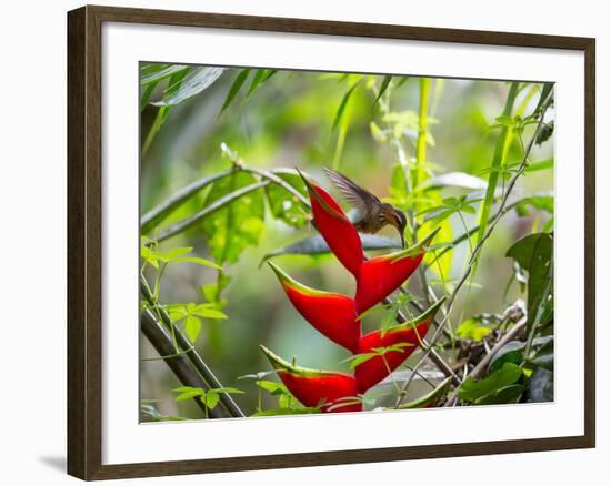 A Saw-Billed Hermit Feeds Off a Bromelia in Ubatuba, Brazil-Alex Saberi-Framed Photographic Print