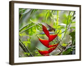 A Saw-Billed Hermit Feeds Off a Bromelia in Ubatuba, Brazil-Alex Saberi-Framed Photographic Print