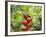 A Saw-Billed Hermit Feeds Off a Bromelia in Ubatuba, Brazil-Alex Saberi-Framed Photographic Print