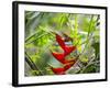 A Saw-Billed Hermit Feeds Off a Bromelia in Ubatuba, Brazil-Alex Saberi-Framed Photographic Print