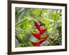 A Saw-Billed Hermit Feeds Off a Bromelia in Ubatuba, Brazil-Alex Saberi-Framed Photographic Print