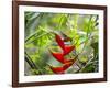 A Saw-Billed Hermit Feeds Off a Bromelia in Ubatuba, Brazil-Alex Saberi-Framed Photographic Print