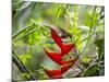 A Saw-Billed Hermit Feeds Off a Bromelia in Ubatuba, Brazil-Alex Saberi-Mounted Photographic Print