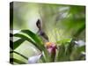 A Saw-Billed Hermit Feeds Off a Bromelia in Ubatuba, Brazil-Alex Saberi-Stretched Canvas