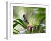 A Saw-Billed Hermit Feeds Off a Bromelia in Ubatuba, Brazil-Alex Saberi-Framed Premium Photographic Print