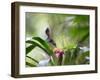 A Saw-Billed Hermit Feeds Off a Bromelia in Ubatuba, Brazil-Alex Saberi-Framed Photographic Print