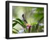 A Saw-Billed Hermit Feeds Off a Bromelia in Ubatuba, Brazil-Alex Saberi-Framed Photographic Print