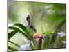 A Saw-Billed Hermit Feeds Off a Bromelia in Ubatuba, Brazil-Alex Saberi-Mounted Photographic Print