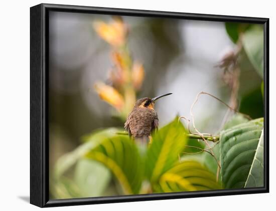 A Saw-Billed Hermit Perches on a Tree Branch in the Atlantic Rainforest-Alex Saberi-Framed Photographic Print