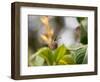 A Saw-Billed Hermit Perches on a Tree Branch in the Atlantic Rainforest-Alex Saberi-Framed Photographic Print