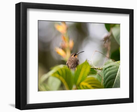 A Saw-Billed Hermit Perches on a Tree Branch in the Atlantic Rainforest-Alex Saberi-Framed Photographic Print