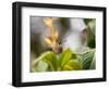 A Saw-Billed Hermit Perches on a Tree Branch in the Atlantic Rainforest-Alex Saberi-Framed Photographic Print