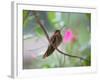 A Saw-Billed Hermit Perches on a Tree Branch in the Atlantic Rainforest-Alex Saberi-Framed Photographic Print