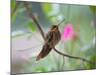 A Saw-Billed Hermit Perches on a Tree Branch in the Atlantic Rainforest-Alex Saberi-Mounted Photographic Print