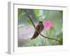 A Saw-Billed Hermit Perches on a Tree Branch in the Atlantic Rainforest-Alex Saberi-Framed Photographic Print