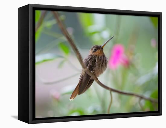 A Saw-Billed Hermit Perches on a Tree Branch in the Atlantic Rainforest-Alex Saberi-Framed Stretched Canvas