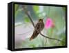 A Saw-Billed Hermit Perches on a Tree Branch in the Atlantic Rainforest-Alex Saberi-Framed Stretched Canvas