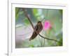 A Saw-Billed Hermit Perches on a Tree Branch in the Atlantic Rainforest-Alex Saberi-Framed Photographic Print