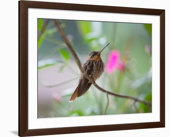 A Saw-Billed Hermit Perches on a Tree Branch in the Atlantic Rainforest-Alex Saberi-Framed Photographic Print