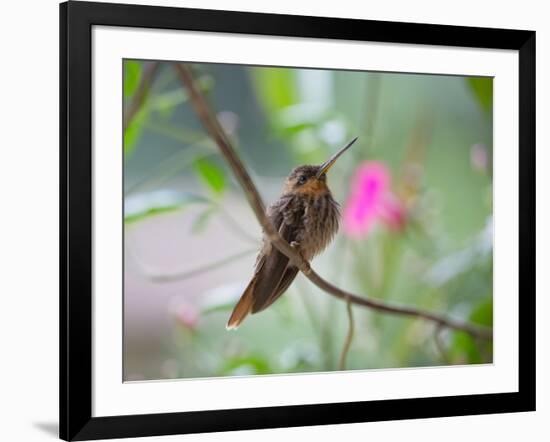 A Saw-Billed Hermit Perches on a Tree Branch in the Atlantic Rainforest-Alex Saberi-Framed Photographic Print