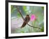 A Saw-Billed Hermit Perches on a Tree Branch in the Atlantic Rainforest-Alex Saberi-Framed Photographic Print