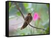 A Saw-Billed Hermit Perches on a Tree Branch in the Atlantic Rainforest-Alex Saberi-Framed Stretched Canvas