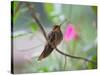 A Saw-Billed Hermit Perches on a Tree Branch in the Atlantic Rainforest-Alex Saberi-Stretched Canvas