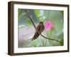 A Saw-Billed Hermit Perches on a Tree Branch in the Atlantic Rainforest-Alex Saberi-Framed Premium Photographic Print