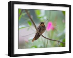 A Saw-Billed Hermit Perches on a Tree Branch in the Atlantic Rainforest-Alex Saberi-Framed Premium Photographic Print