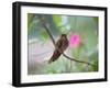 A Saw-Billed Hermit Perches on a Tree Branch in the Atlantic Rainforest-Alex Saberi-Framed Premium Photographic Print