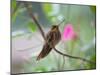 A Saw-Billed Hermit Perches on a Tree Branch in the Atlantic Rainforest-Alex Saberi-Mounted Premium Photographic Print