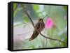 A Saw-Billed Hermit Perches on a Tree Branch in the Atlantic Rainforest-Alex Saberi-Framed Stretched Canvas