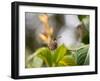 A Saw-Billed Hermit Perches on a Tree Branch in the Atlantic Rainforest-Alex Saberi-Framed Premium Photographic Print