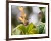 A Saw-Billed Hermit Perches on a Tree Branch in the Atlantic Rainforest-Alex Saberi-Framed Photographic Print