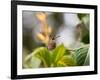 A Saw-Billed Hermit Perches on a Tree Branch in the Atlantic Rainforest-Alex Saberi-Framed Photographic Print