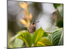 A Saw-Billed Hermit Perches on a Tree Branch in the Atlantic Rainforest-Alex Saberi-Mounted Photographic Print