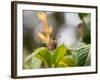 A Saw-Billed Hermit Perches on a Tree Branch in the Atlantic Rainforest-Alex Saberi-Framed Photographic Print