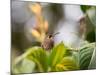 A Saw-Billed Hermit Perches on a Tree Branch in the Atlantic Rainforest-Alex Saberi-Mounted Photographic Print