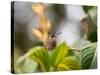 A Saw-Billed Hermit Perches on a Tree Branch in the Atlantic Rainforest-Alex Saberi-Stretched Canvas