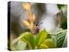 A Saw-Billed Hermit Perches on a Tree Branch in the Atlantic Rainforest-Alex Saberi-Stretched Canvas