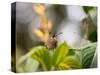 A Saw-Billed Hermit Perches on a Tree Branch in the Atlantic Rainforest-Alex Saberi-Stretched Canvas